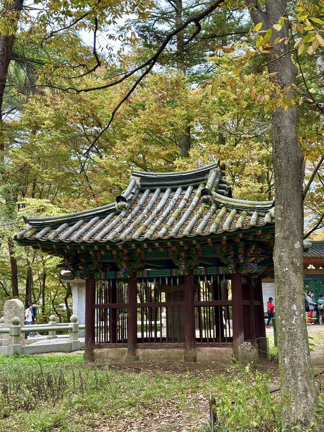 💛 가을을 만끽할 수 있는 🍁 충북 보은군 아름다운 가을 사찰 나들이 명소 🧡