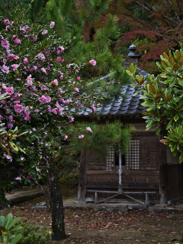【ここ行って】本当は教えたくない🙅眺めもいい🤩山の上で見るイチョウ✨