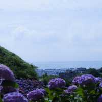 邂逅一望無際的紫陽花海 