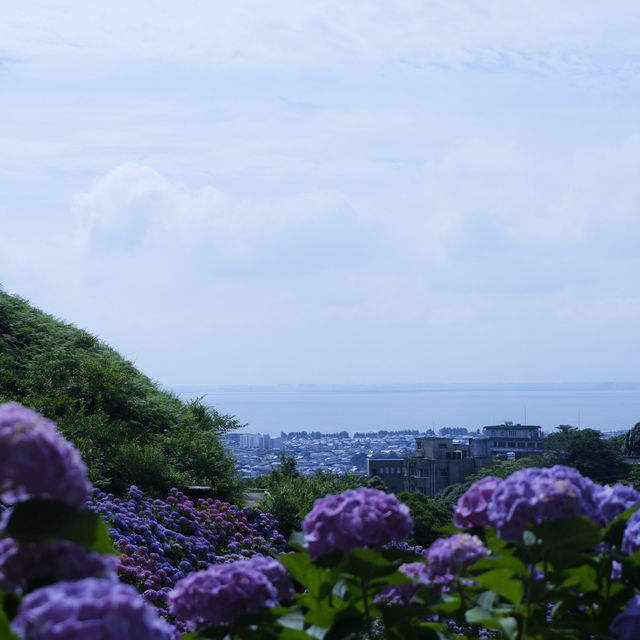 邂逅一望無際的紫陽花海 