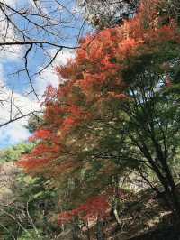 日本🇯🇵 ｜新倉山淺間公園｜眺望富士山風景