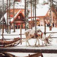 🎄 A CHRISTMAS IN LAPLAND, FINLAND