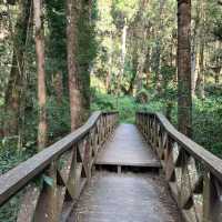 Explore the magical Alishan, Taiwan