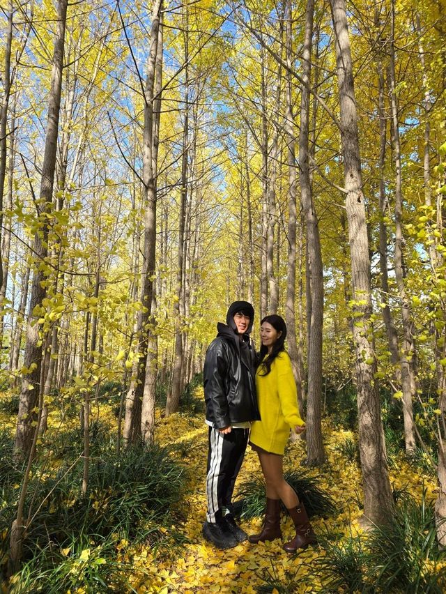 밀양의 숨은명소 암새들 은행나무숲💛