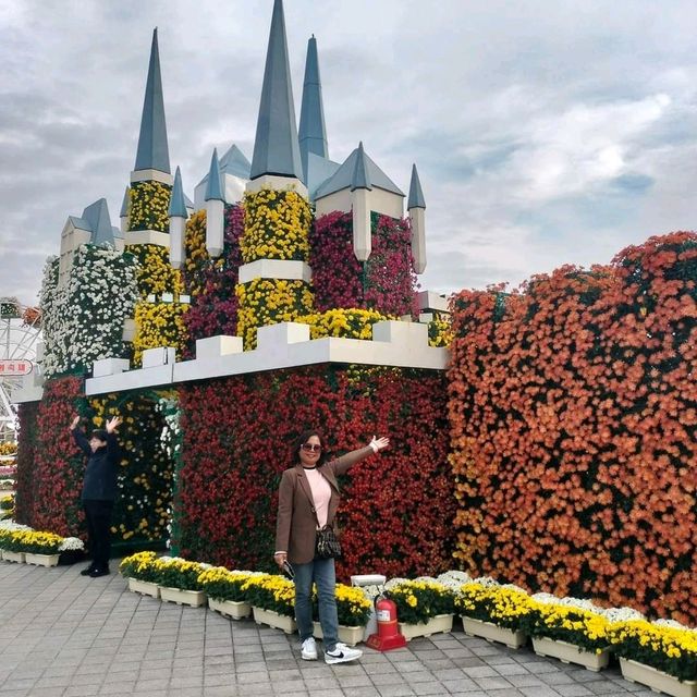 autumn flower festival in hwangsan Park, yangsan South Korea.