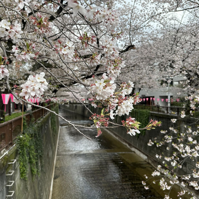 ซากุระที่ meguro river