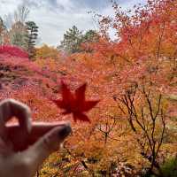 🍁京都楓紅的天花板「東福寺 通天橋」