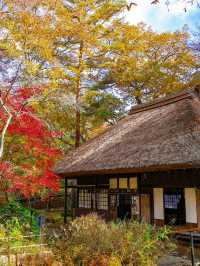 📍 【栃木】　平家の里の紅葉
