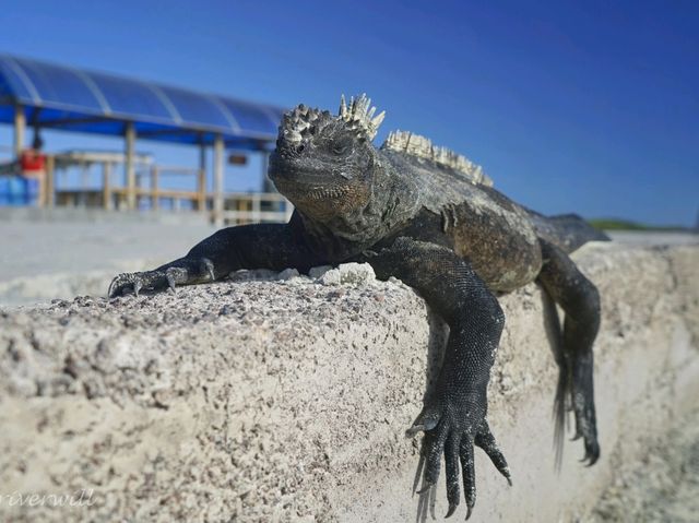 【ガラパゴス諸島】進化論発祥の地！野生動物の宝庫・ガラパゴス諸島