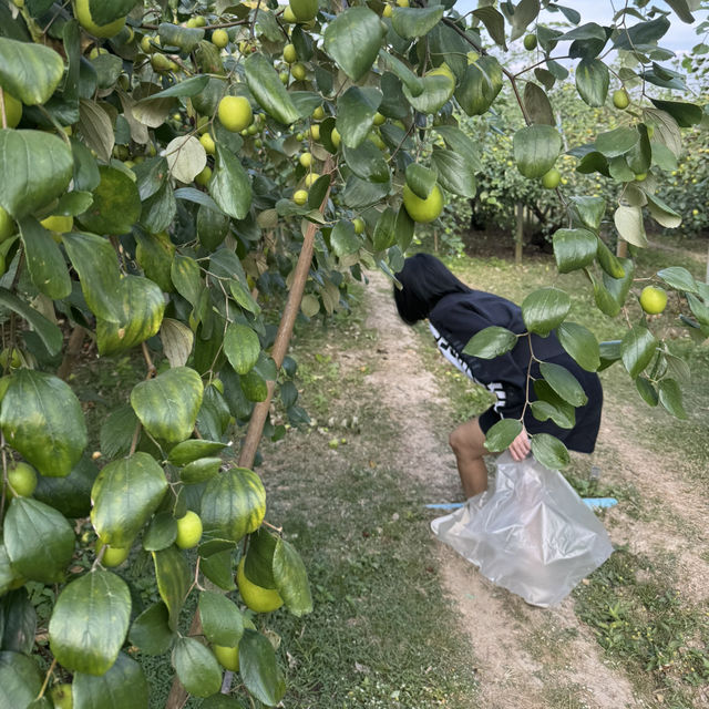 สวนพุดซานมสดของแทร่ วังน้ำเขียว🍏