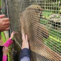 The Harimau Malaya