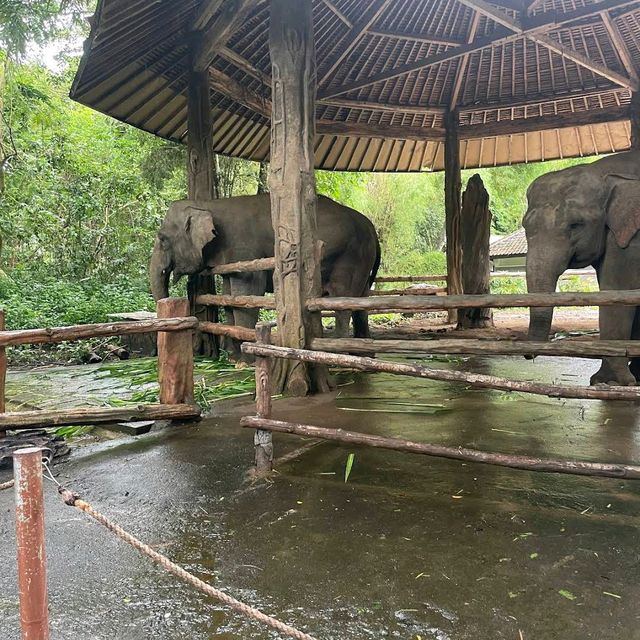 Bali Safari & Marine Park