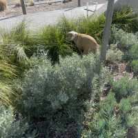 Poop without a scoop