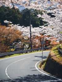 【春の談山神社】奈良の桜と歴史の絶景を満喫！