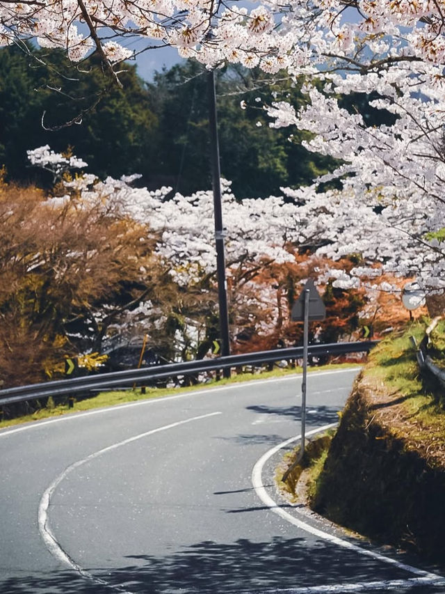 【春の談山神社】奈良の桜と歴史の絶景を満喫！