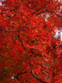 【京都🇯🇵】来年は敷き紅葉を見に行こう🍁