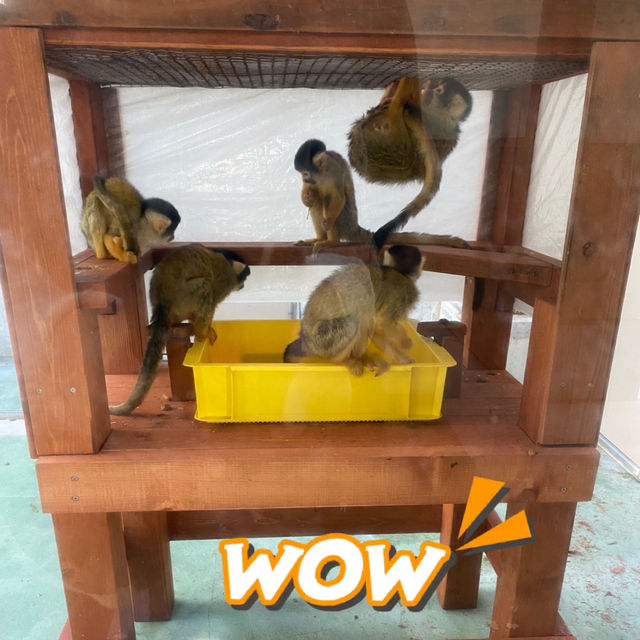 動物に癒されよう！のんほいパーク(豊橋総合動植物公園）