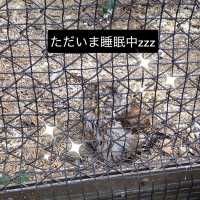 動物に癒されよう！のんほいパーク(豊橋総合動植物公園）