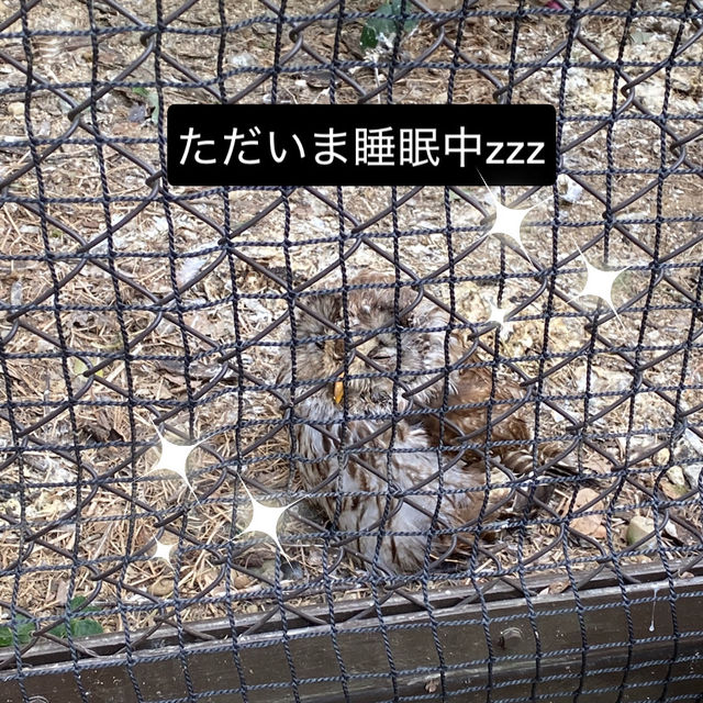 動物に癒されよう！のんほいパーク(豊橋総合動植物公園）