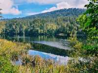 Lake Matheson- Jetty Viewpoint