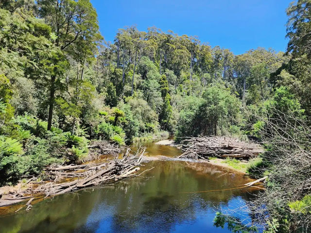 Fern Glade Platypus Reserve