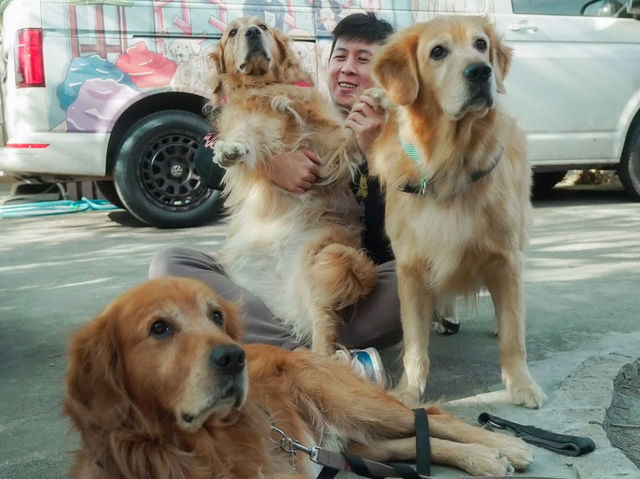 新竹｜超萌寵物餐廳竟然有11隻黃金獵犬！