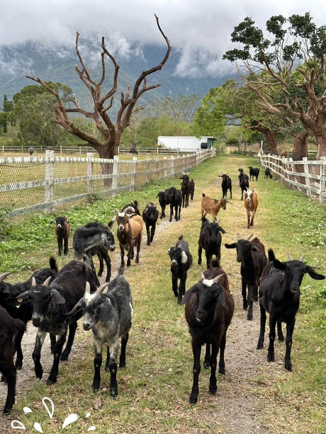 台東 池上牧野度假村 🐐羊咩咩朝我而來