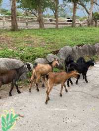 台東 池上牧野度假村 🐐羊咩咩朝我而來