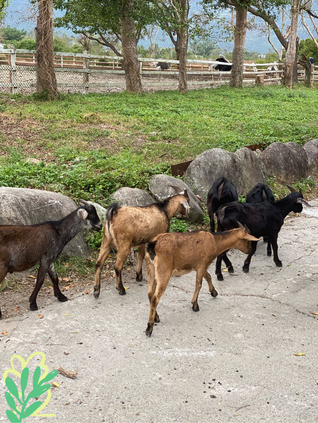 台東 池上牧野度假村 🐐羊咩咩朝我而來