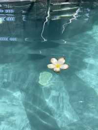 자연과 물아일체, 베트남 다낭 호텔 힐링 수영장 🏊🤿💦