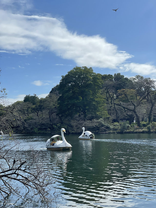 東京｜到井之頭公園放空 附天鵝船都市傳說