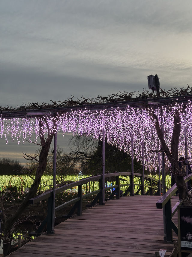 東京兩毛線小山站與足利花卉公園之旅 🌸