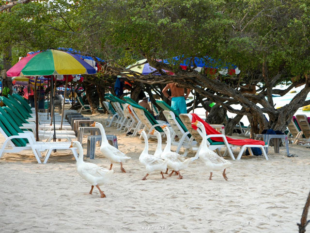 หาดเทียน เกาะล้าน น้ำใส หาดทรายขาว
