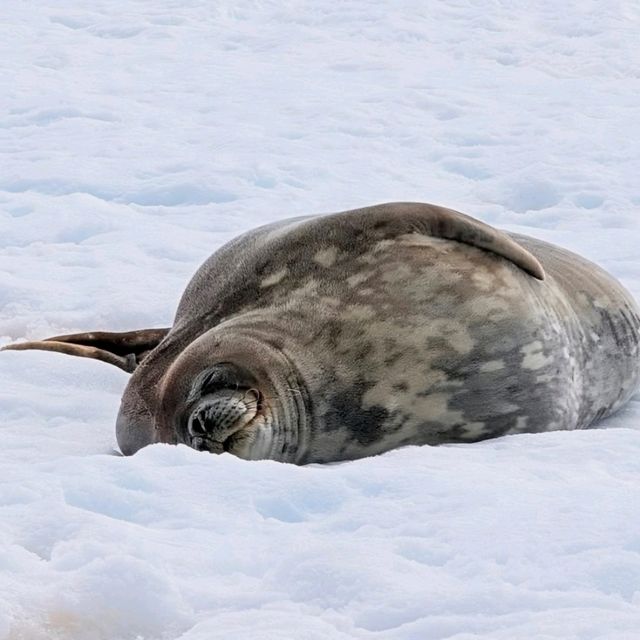 ペンギンの楽園！南極・ペーターマン島の静寂と絶景