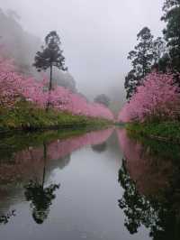 杉林溪：近山近花靜心
