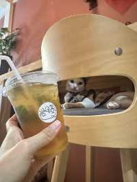 ระวัง!! แมวกัด คาเฟ่ 🐈 แวะกินกาแฟเล่นน้องแมว