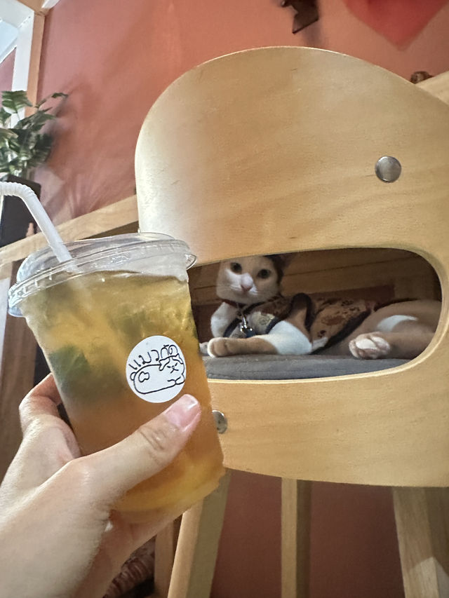 ระวัง!! แมวกัด คาเฟ่ 🐈 แวะกินกาแฟเล่นน้องแมว