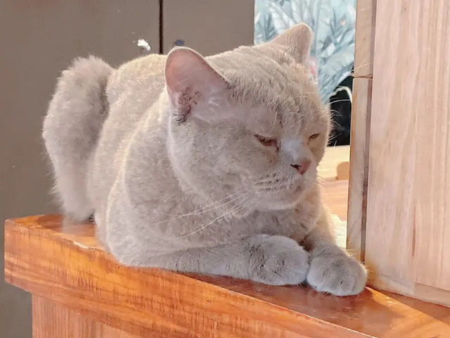 台北貓貓Cafe推介✨ 肉球森林 🐾