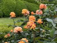 A Tranquil Escape in the Heart of Tokyo: Shinjuku Gyoen