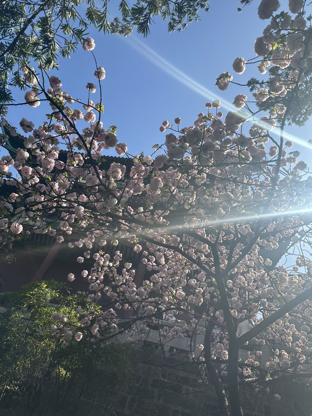不是在日本🇯🇵而是在武漢 不用出國看櫻花🌸