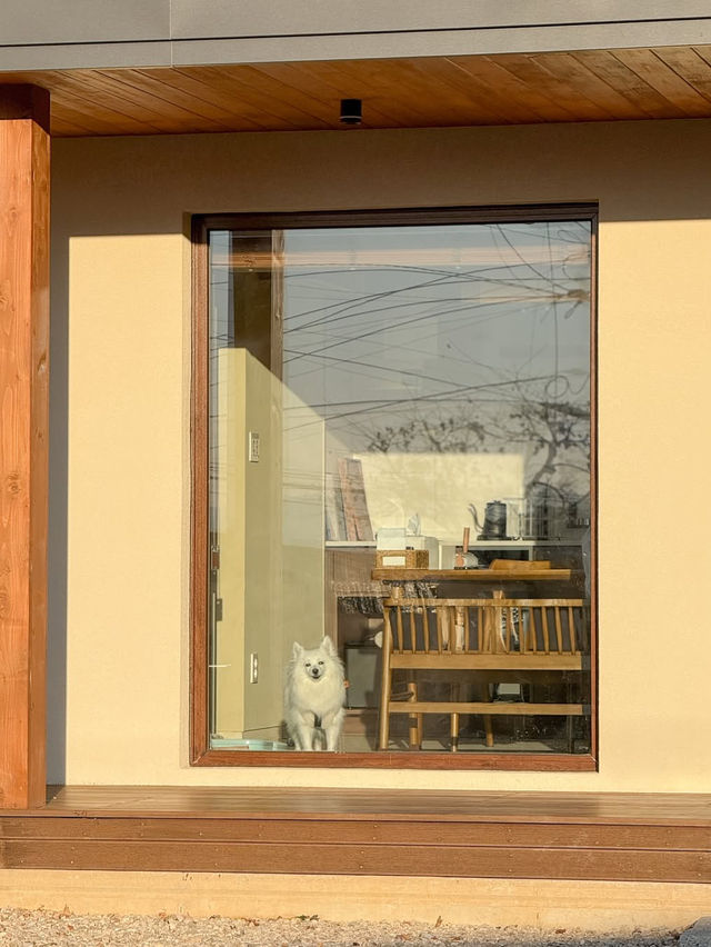 우리 집 강아지와 함께할 수 있는 충주 애견동반 숙소🐶 