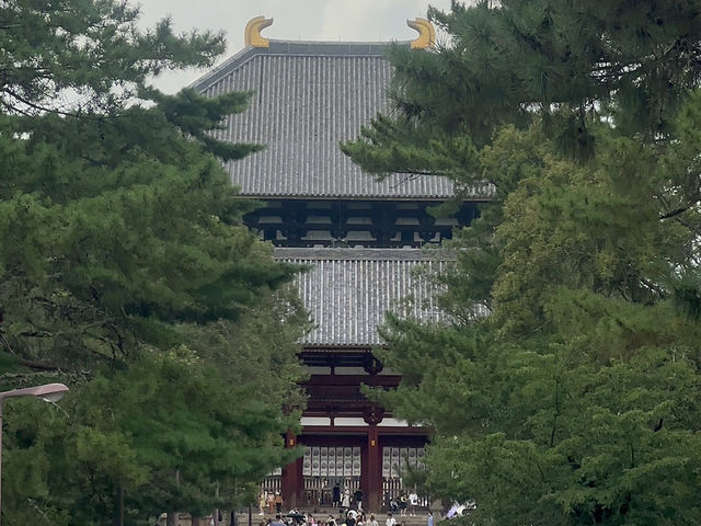 Standing in Awe: Exploring Todaiji Temple in Nara