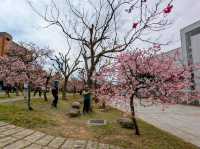 中科崴立櫻花公園賞櫻美景