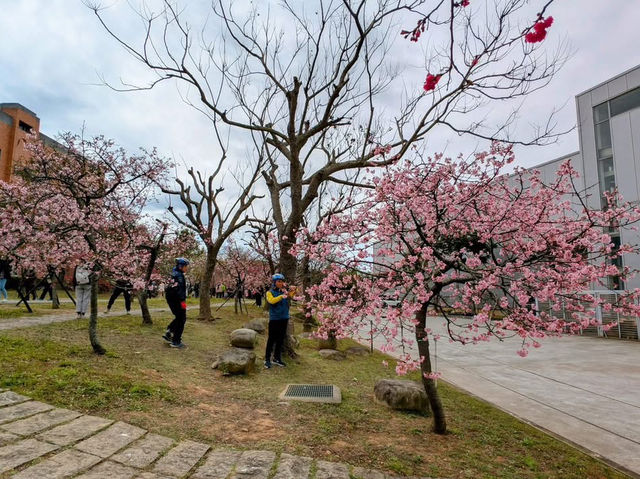 中科崴立櫻花公園賞櫻美景