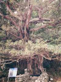 五島の自然の力強さを感じるアコウ巨木🌳
