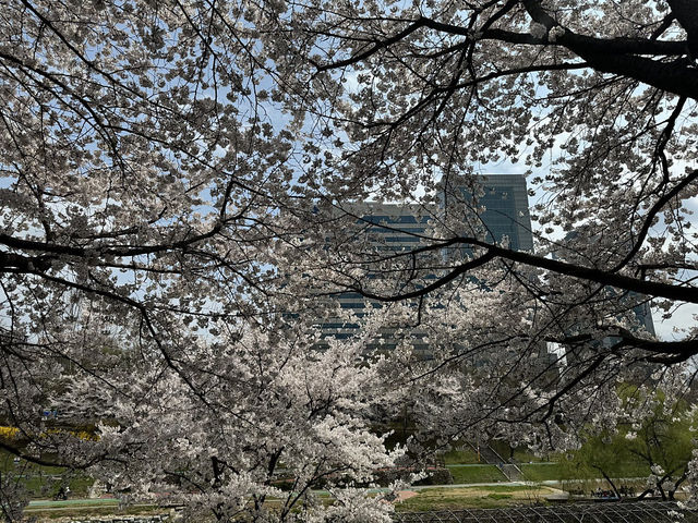🌸가족과 봄 나들이하기 좋은 곳 추천, 서울 양재천&양재 시민의 숲🌸