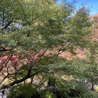 秋に紅葉を見に訪れて欲しい絶景スポット『東福寺』