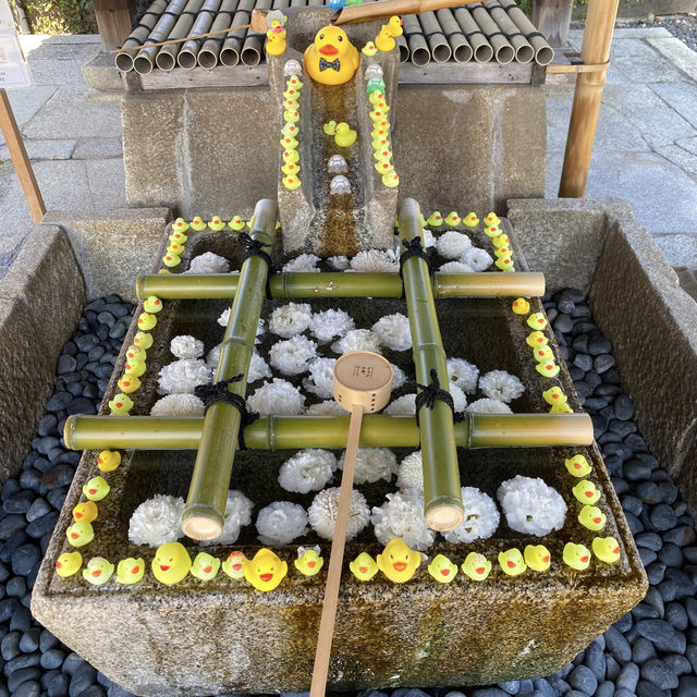 手水舎に浮かぶアヒルが可愛すぎる🐥