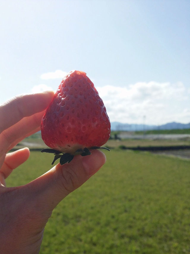 嵐山嵯峨野小火車🚂，脫離現實世界二十五分鐘之旅