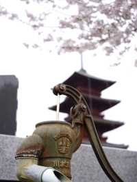 【東京×池上本門寺】 五重塔の参道に咲き乱れる桜が美しい